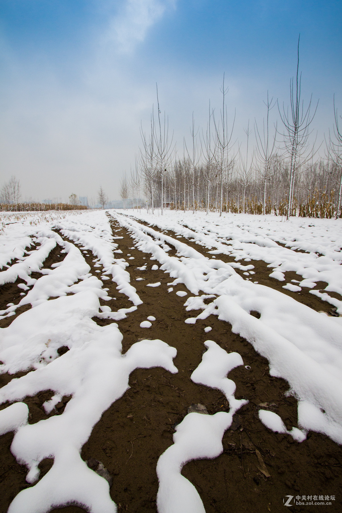 田野里的雪景图片