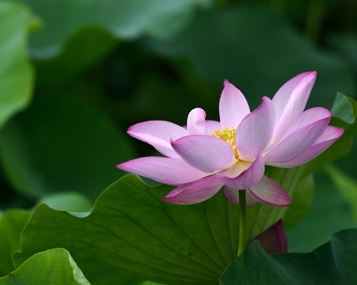 接天莲叶无穷碧，映日荷花别样红