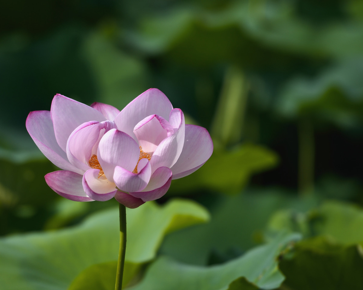 接天莲叶无穷碧，映日荷花别样红