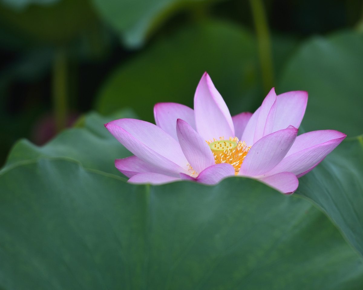 接天莲叶无穷碧，映日荷花别样红