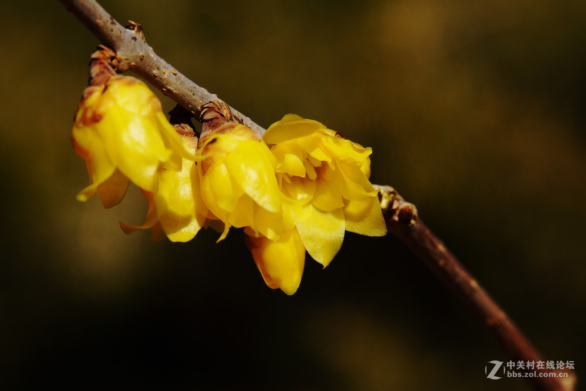 腊梅-nex7