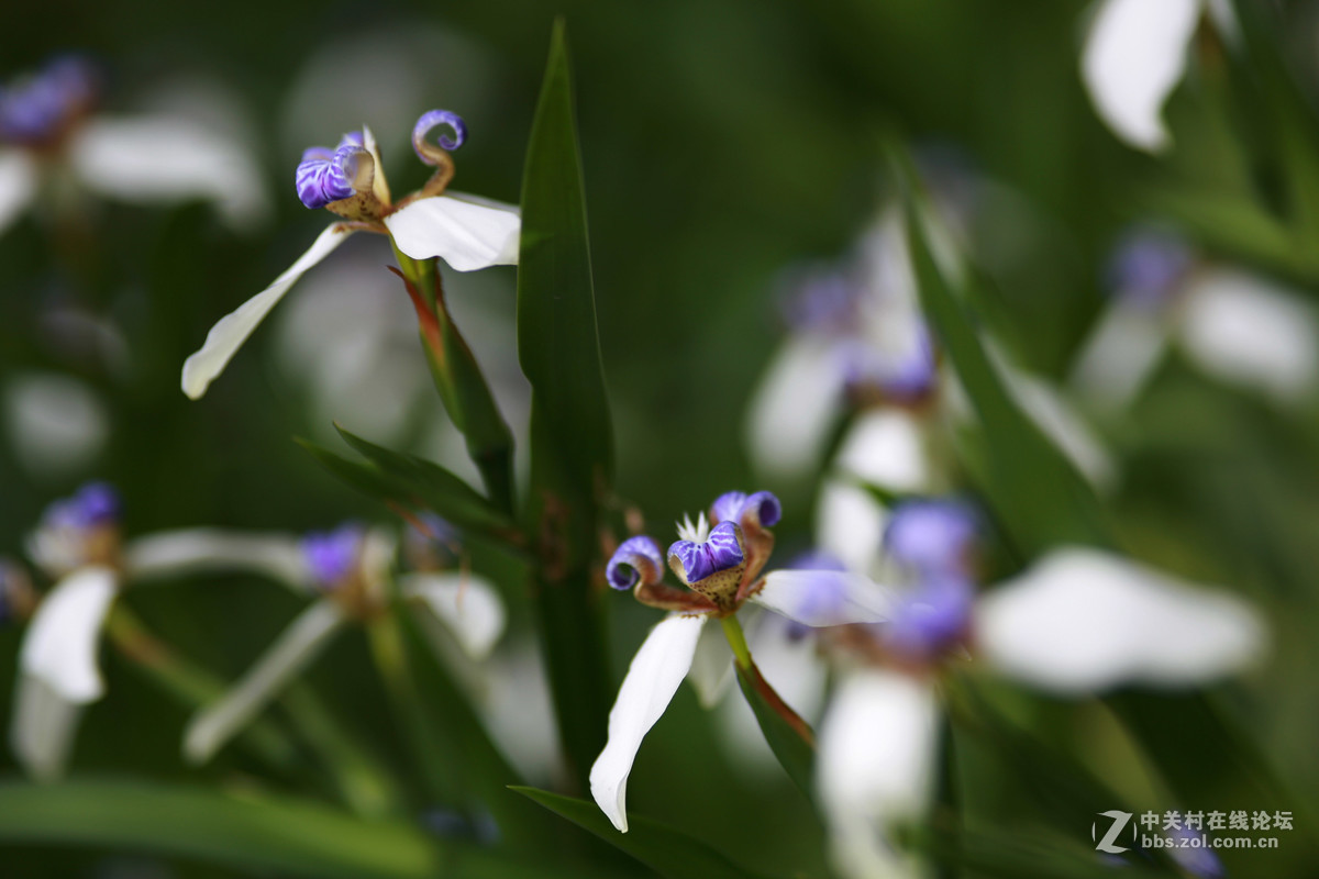 #佳能月赛-与佳能一起去踏青#科苑公园随拍花、鸟，谁知道这是什么鸟？