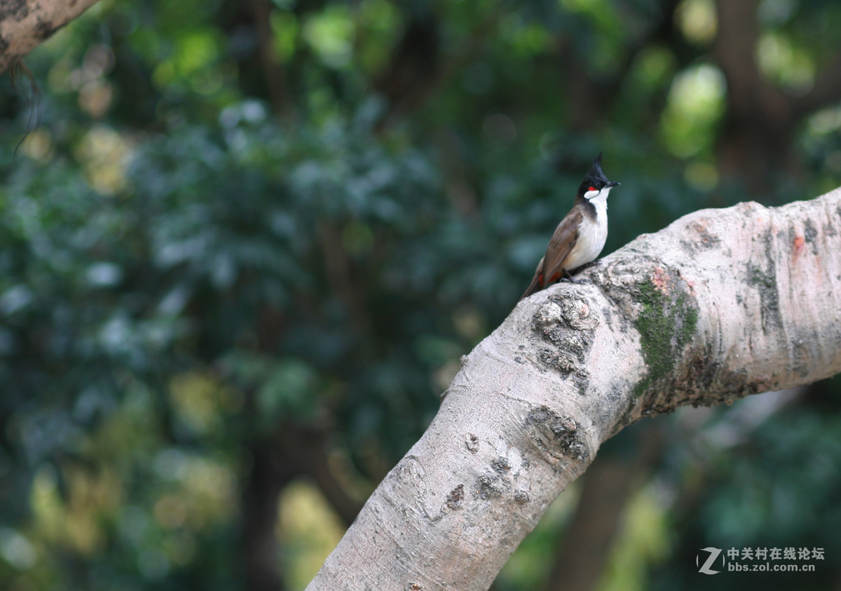 #佳能月赛-与佳能一起去踏青#科苑公园随拍花、鸟，谁知道这是什么鸟？