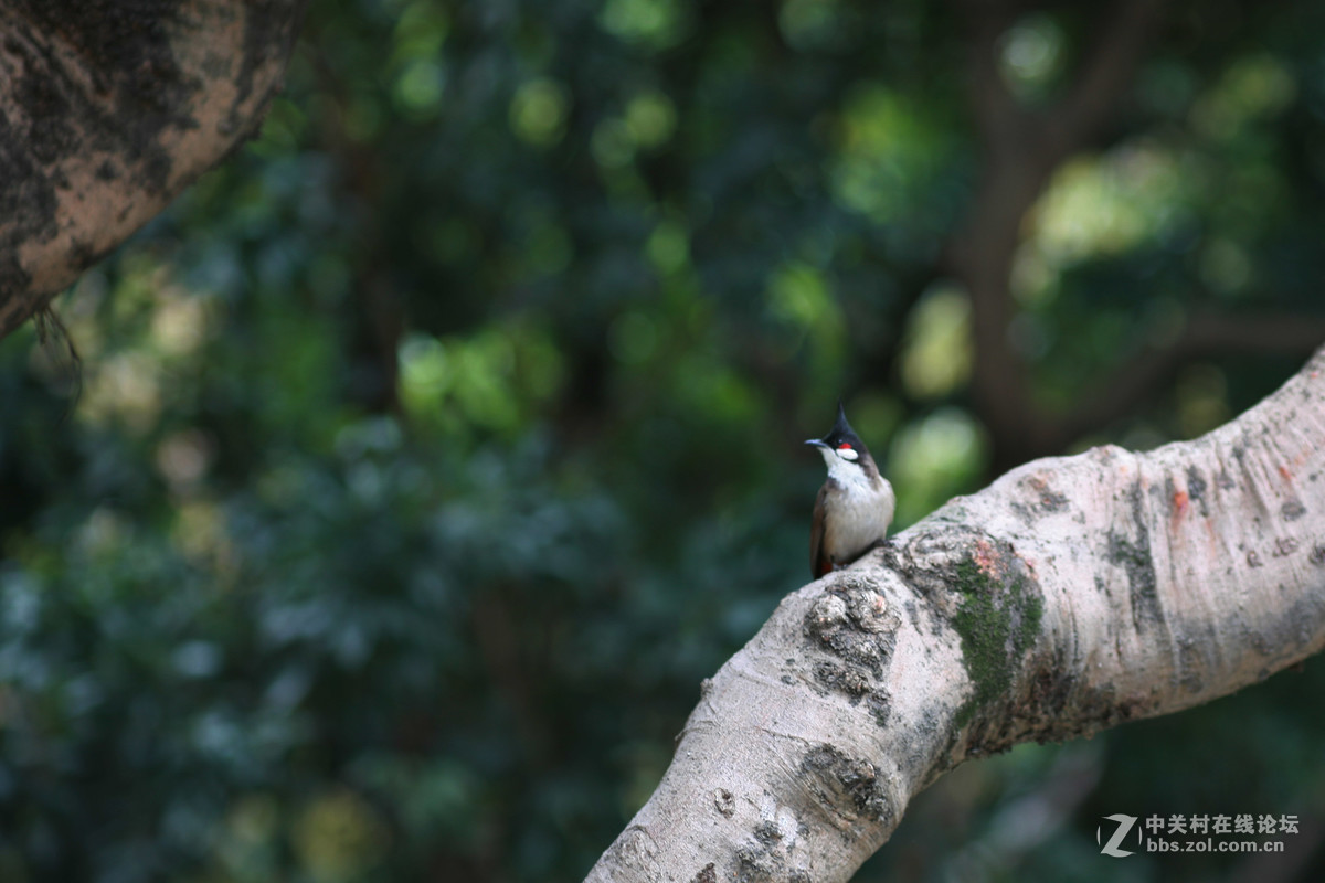 #佳能月赛-与佳能一起去踏青#科苑公园随拍花、鸟，谁知道这是什么鸟？