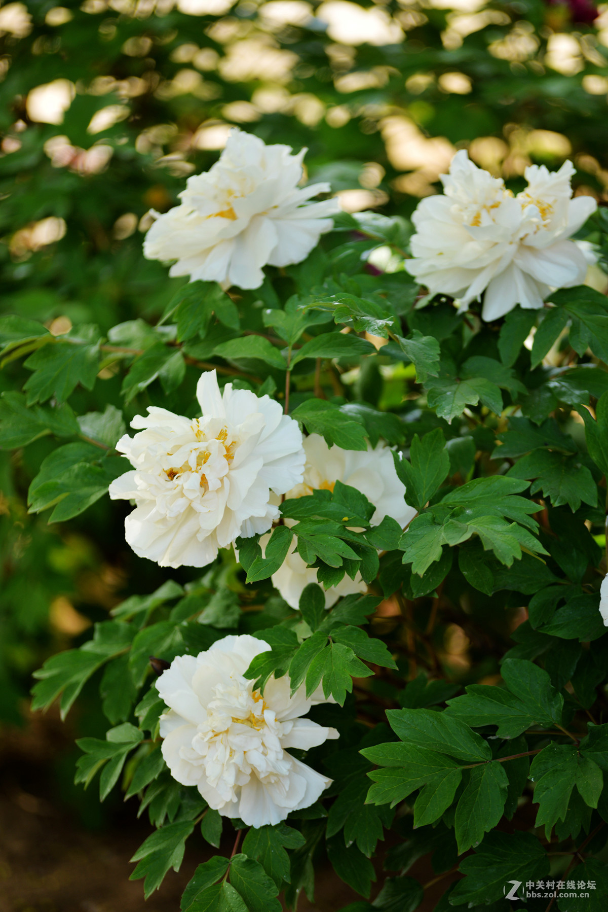 5.1前后的【牧丹】花