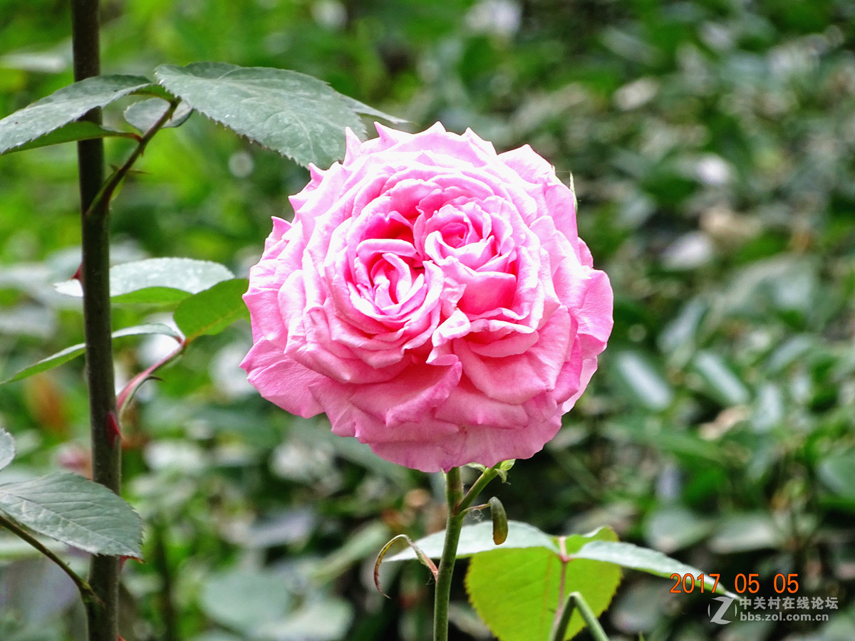 郑州  五月的月季花