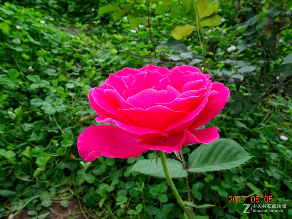 郑州  五月的月季花