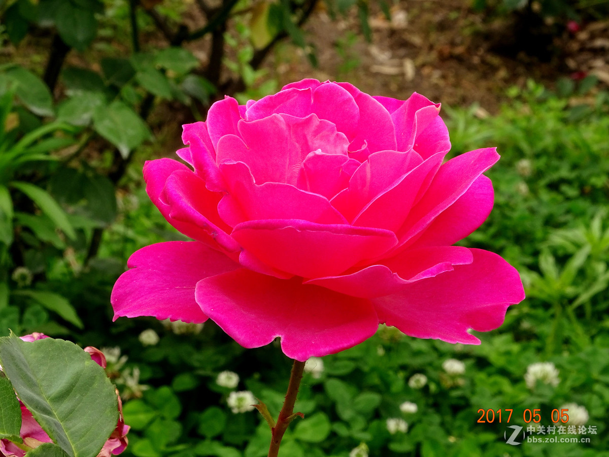 郑州  五月的月季花