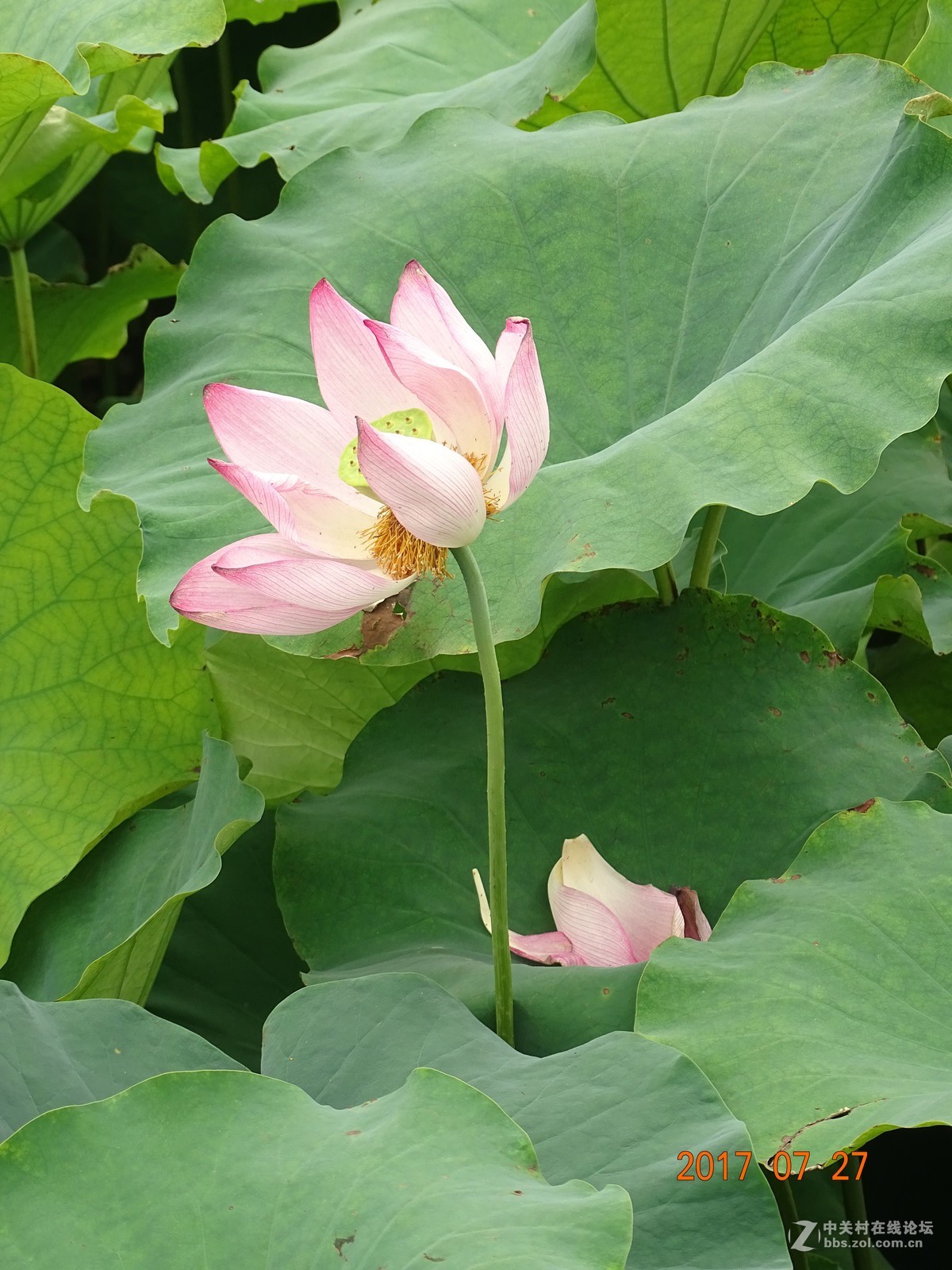 荷花 3