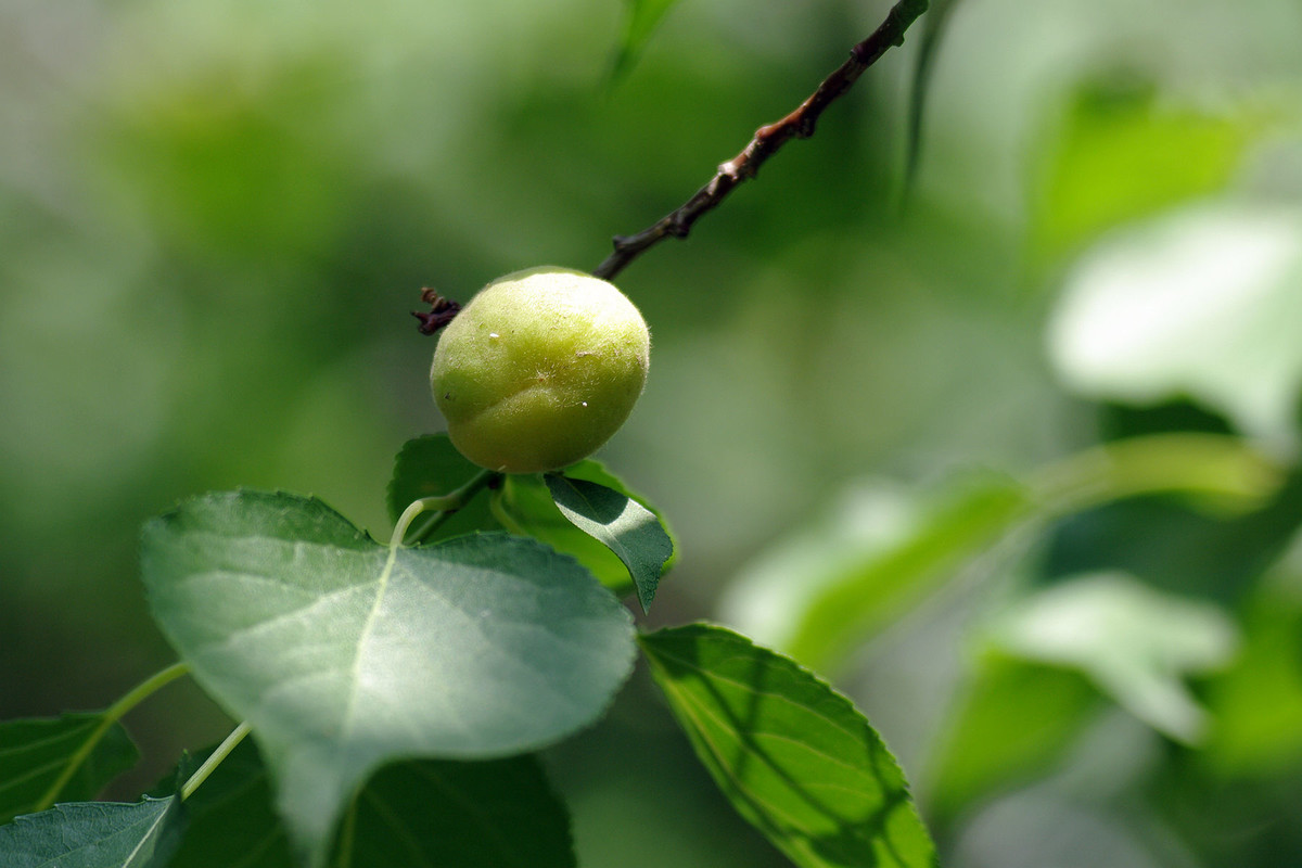 桃杏熟了的季节
