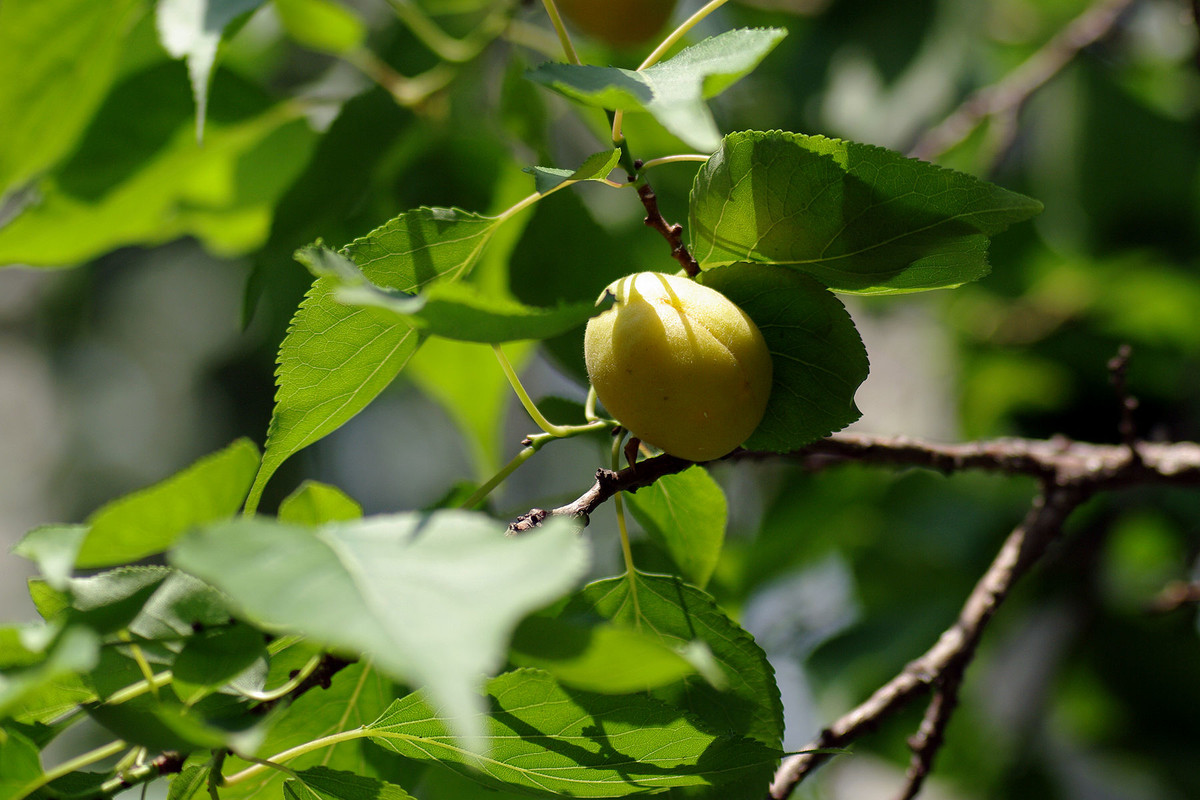 桃杏熟了的季节