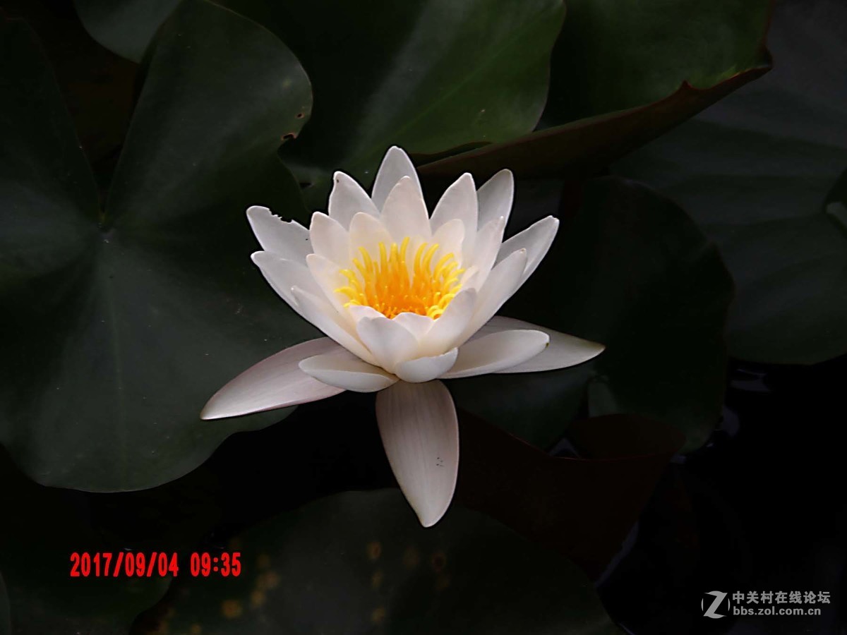 洁白如玉的睡莲花