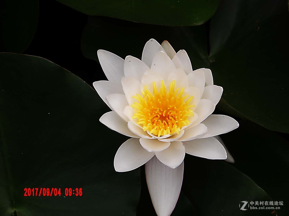 洁白如玉的睡莲花