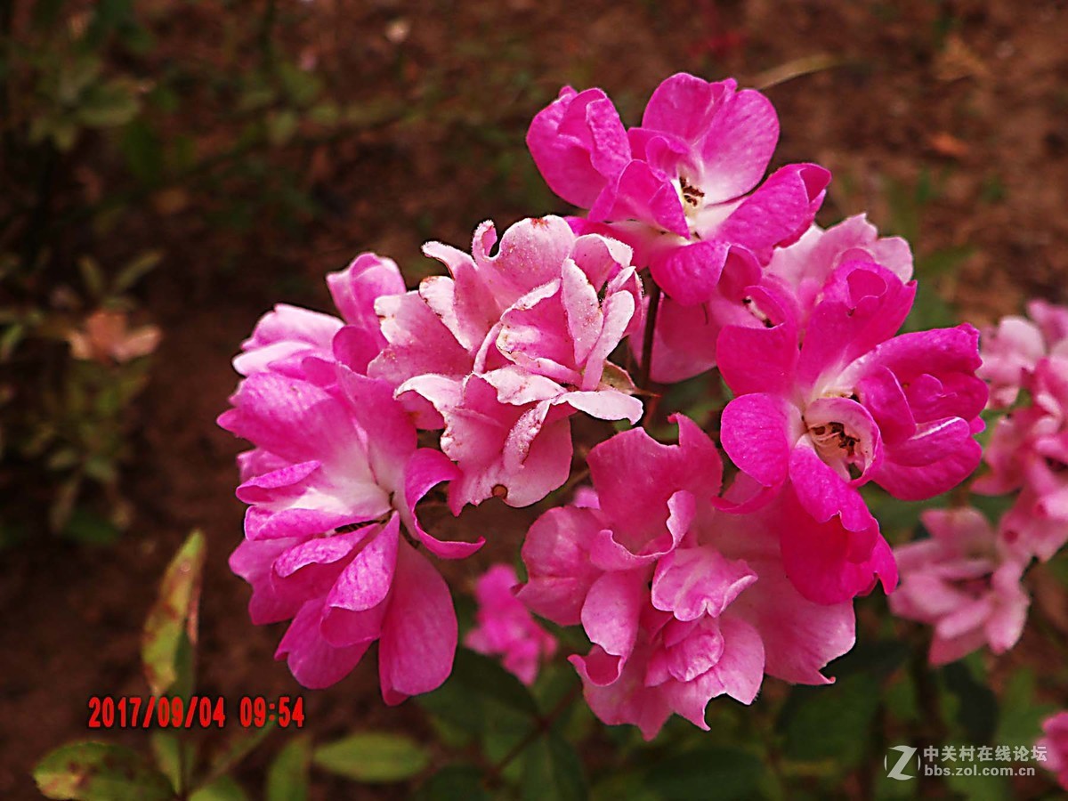 AZ651微距不知名字的小花簇