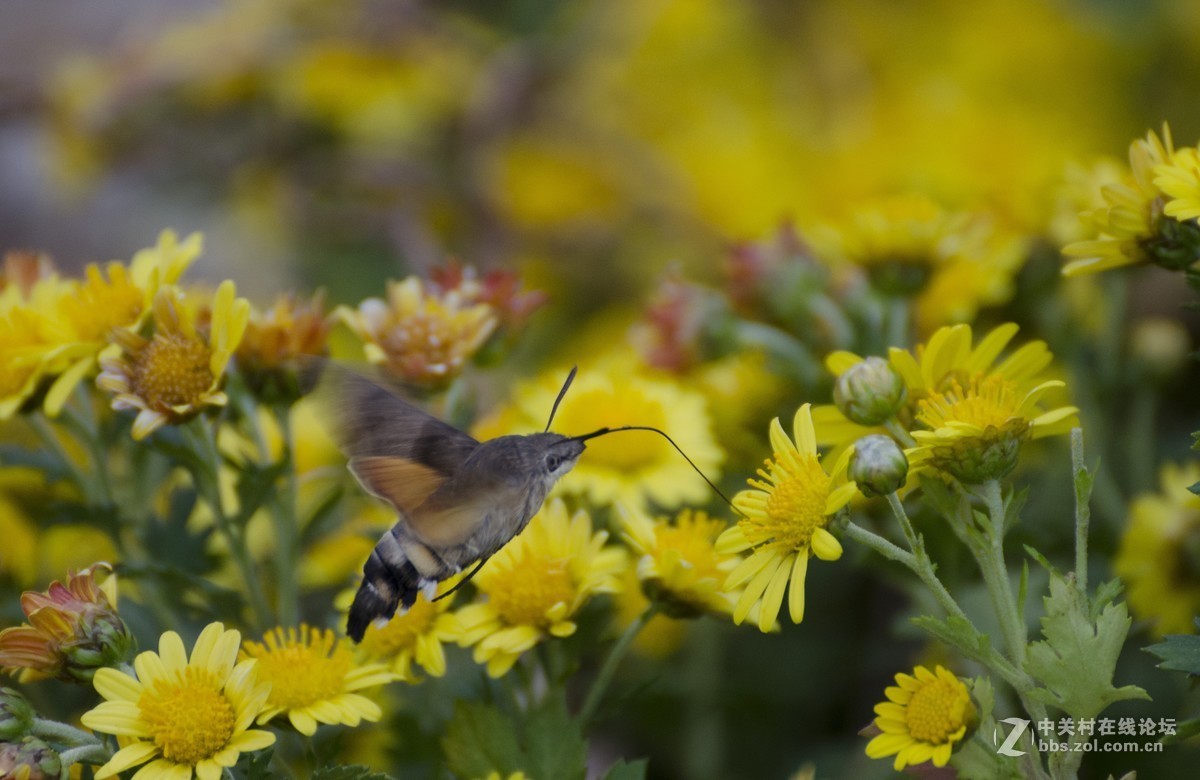 腾龙(A005)试拍蜂鸟蛾