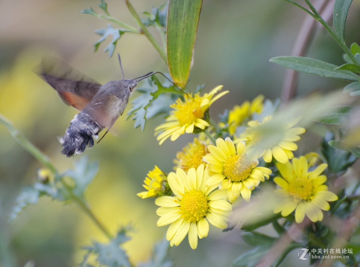 腾龙(A005)试拍蜂鸟蛾