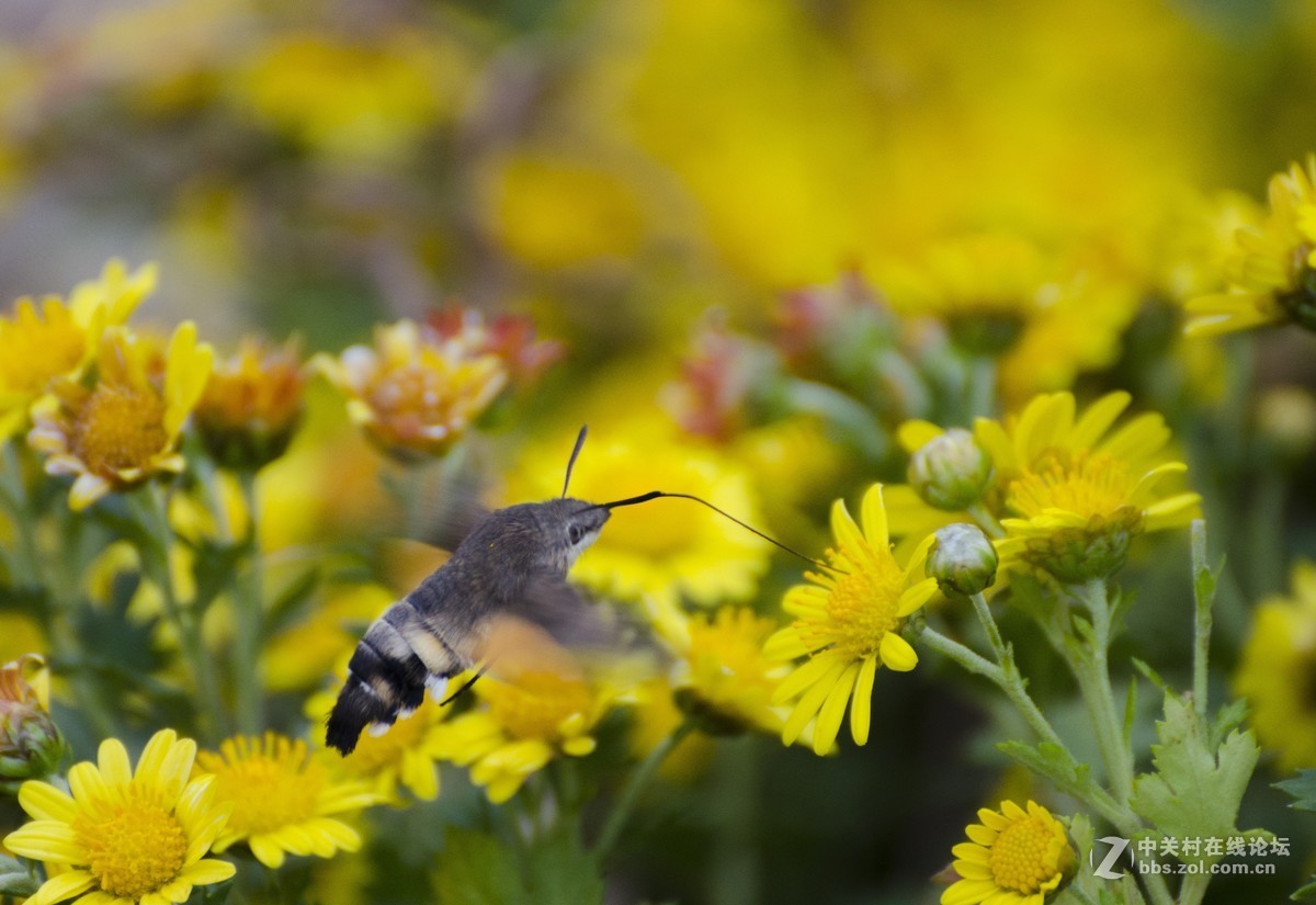 腾龙(A005)试拍蜂鸟蛾