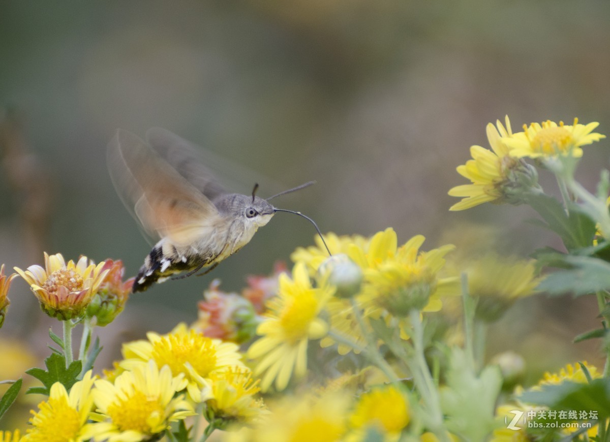 腾龙(A005)试拍蜂鸟蛾