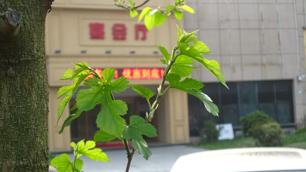 春天的一花一草一木