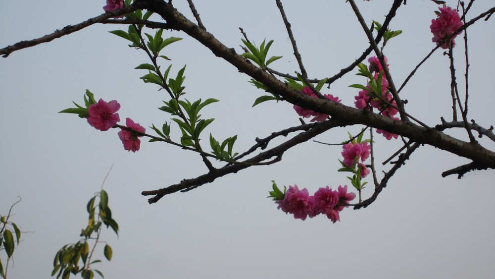 春天的一花一草一木