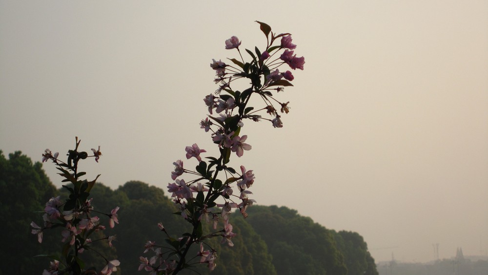 春天的一花一草一木