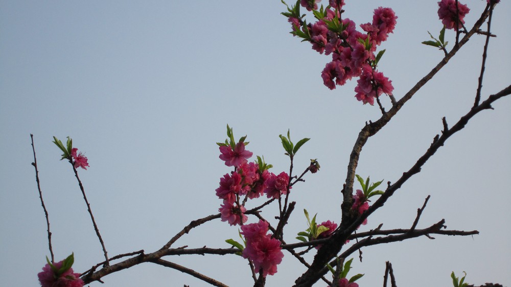 春天的一花一草一木