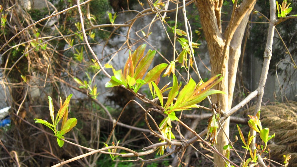 春天的一花一草一木
