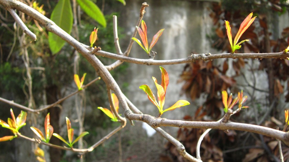春天的一花一草一木