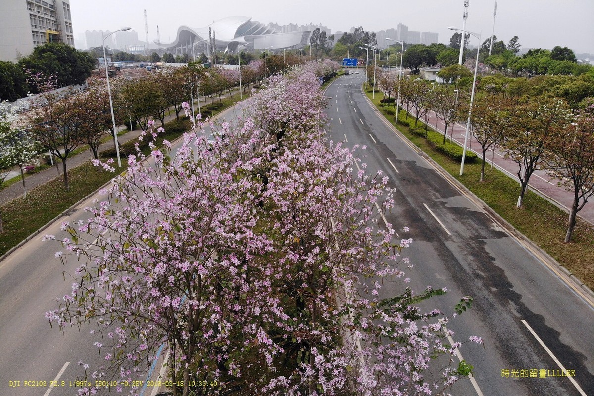 花之路广州大学城航拍