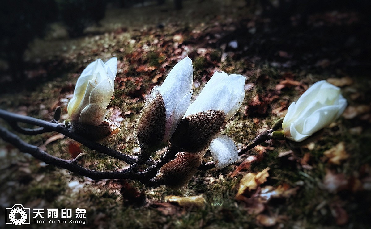 杂拍——试机找感觉