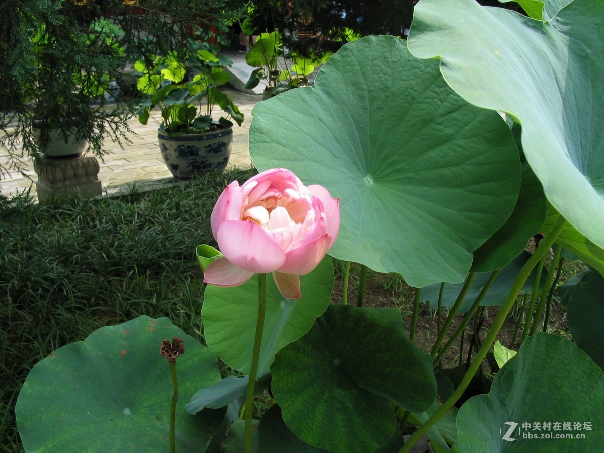 #佳能迷你微单EOS M50-盛夏交流会#北海公园外拍