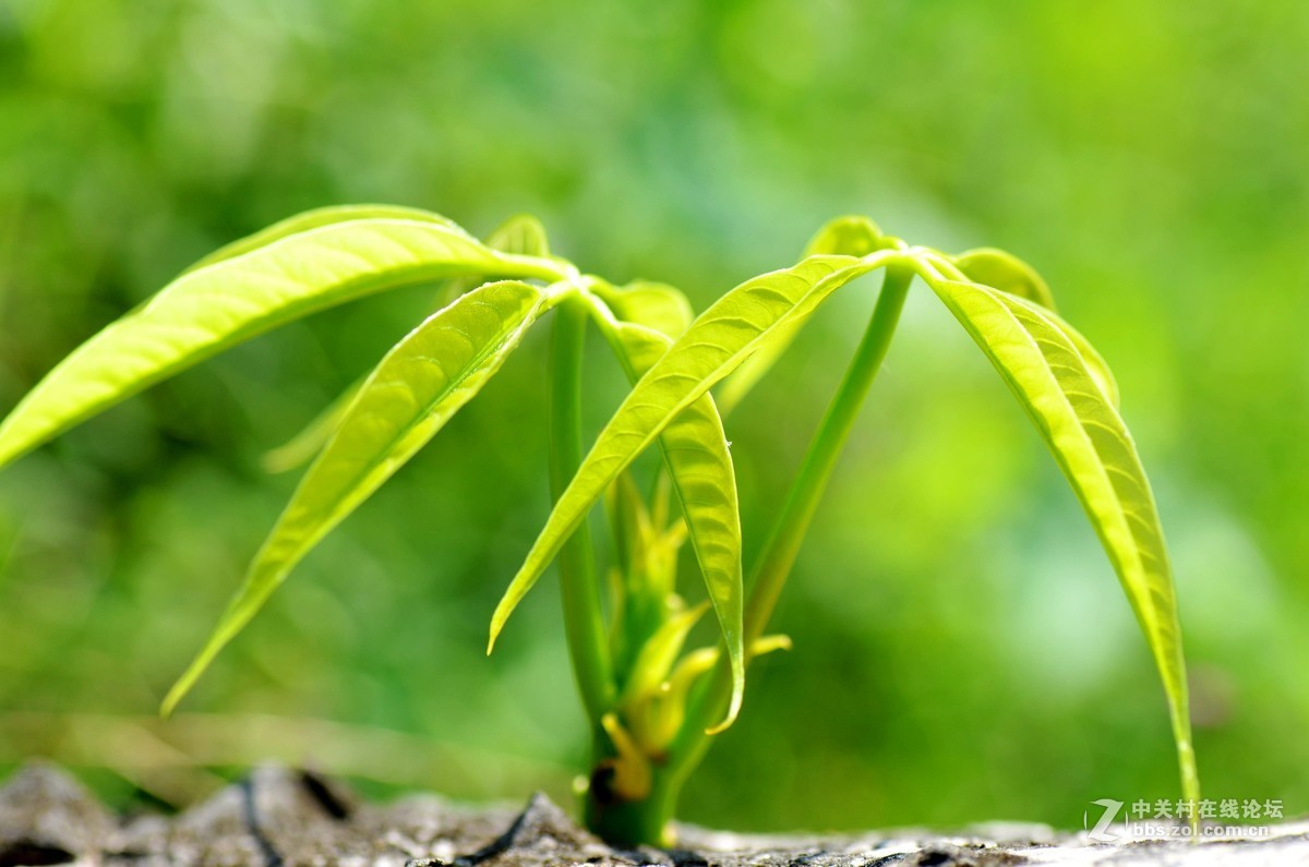 公园随拍五枯萎木棉树再次发春生命的力量