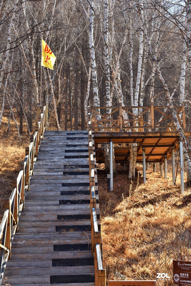 崇礼翠云山森林风景的冬景