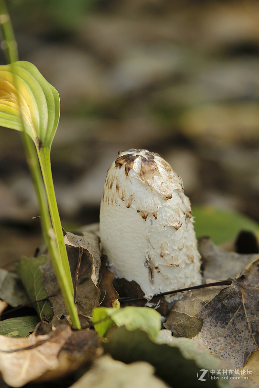 采蘑菇的老爷们儿