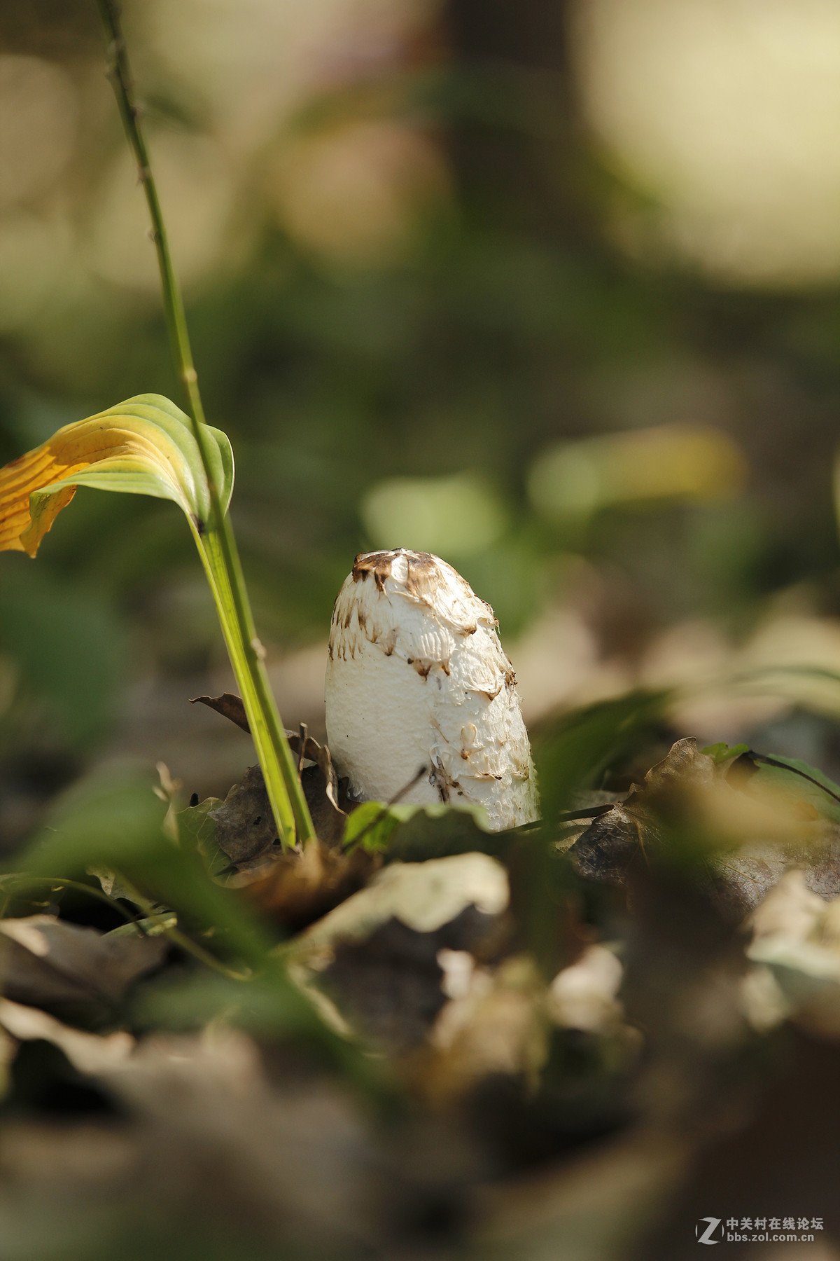 采蘑菇的老爷们儿