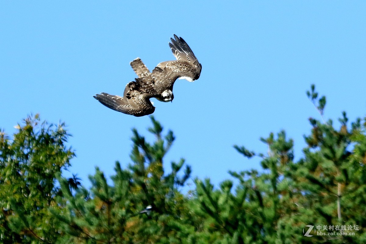寻找机会 ，鹗猎红鱼！！