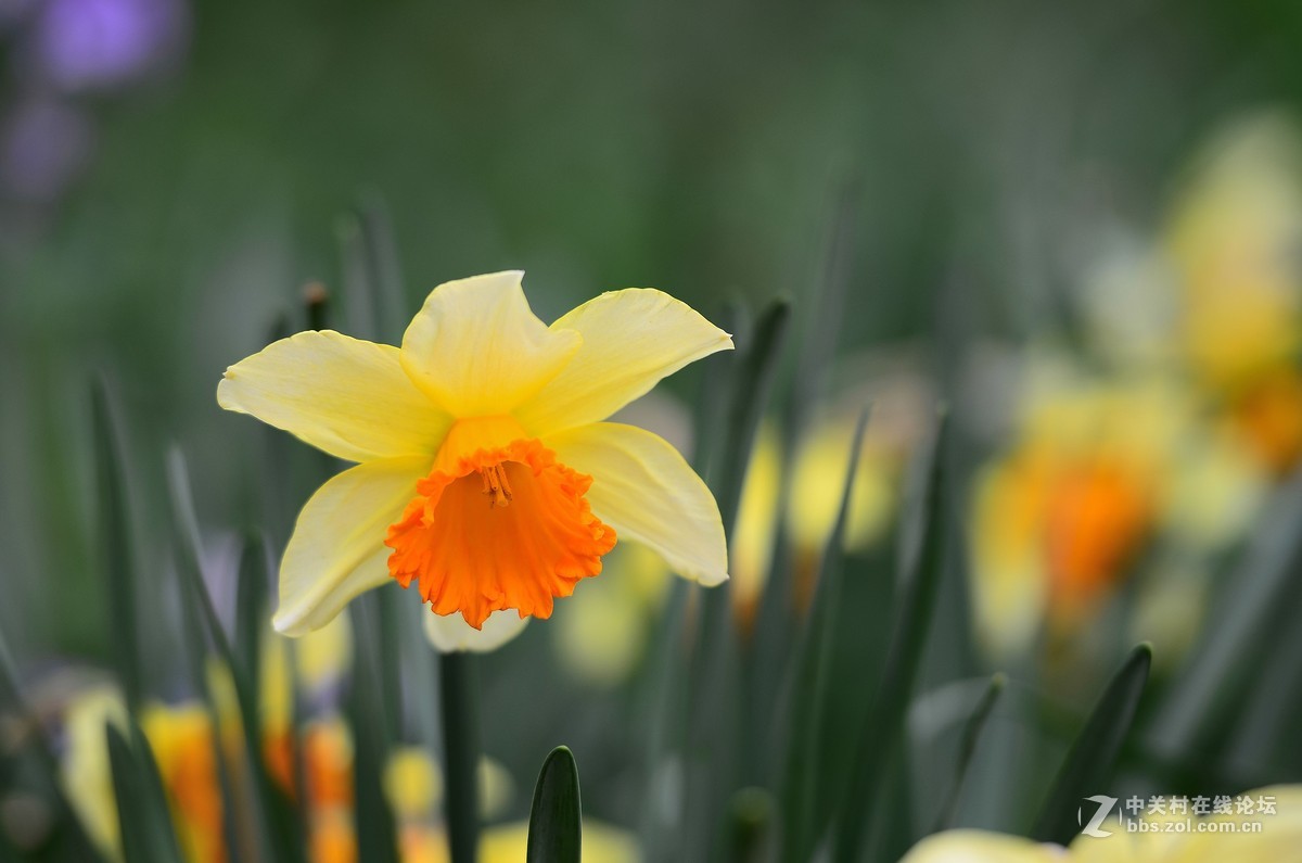 花卉世界137-迷人的小花