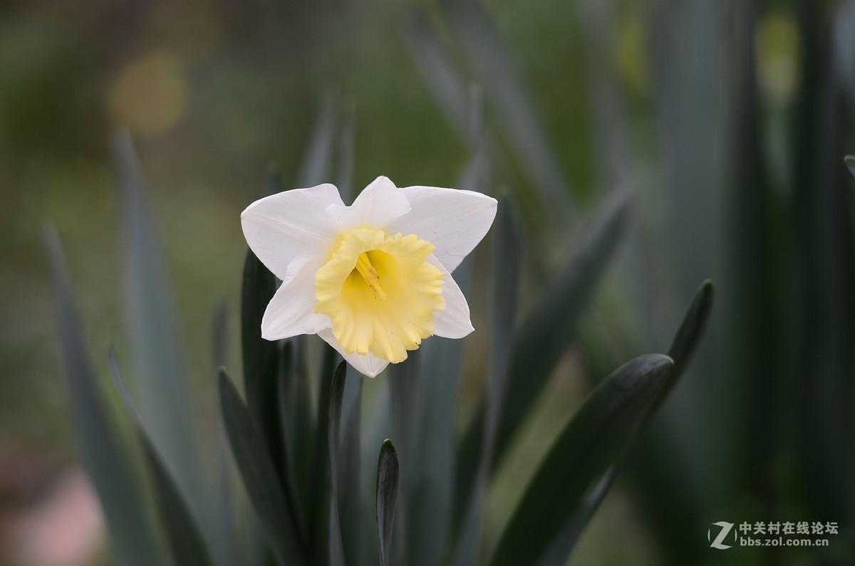 花卉世界137-迷人的小花