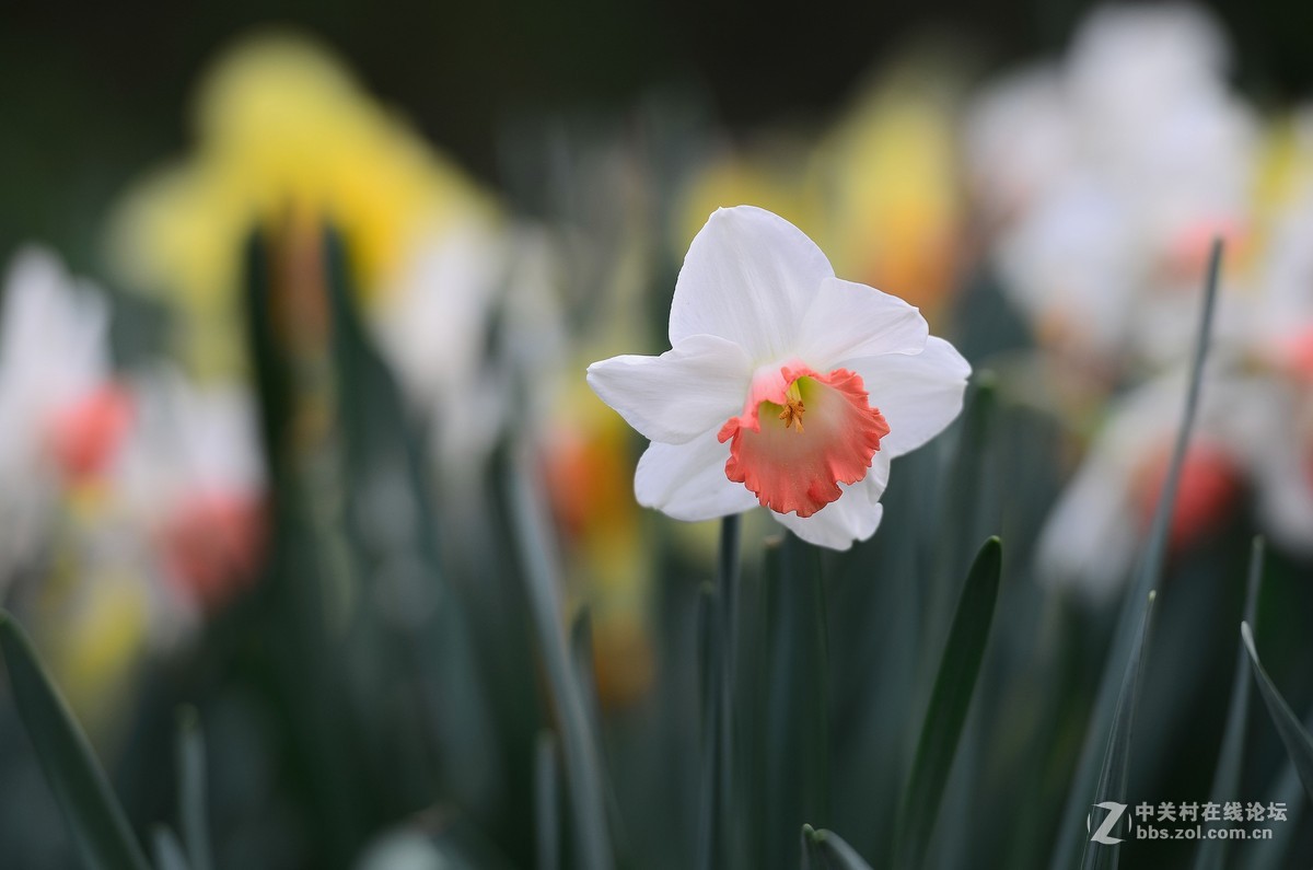 花卉世界137-迷人的小花