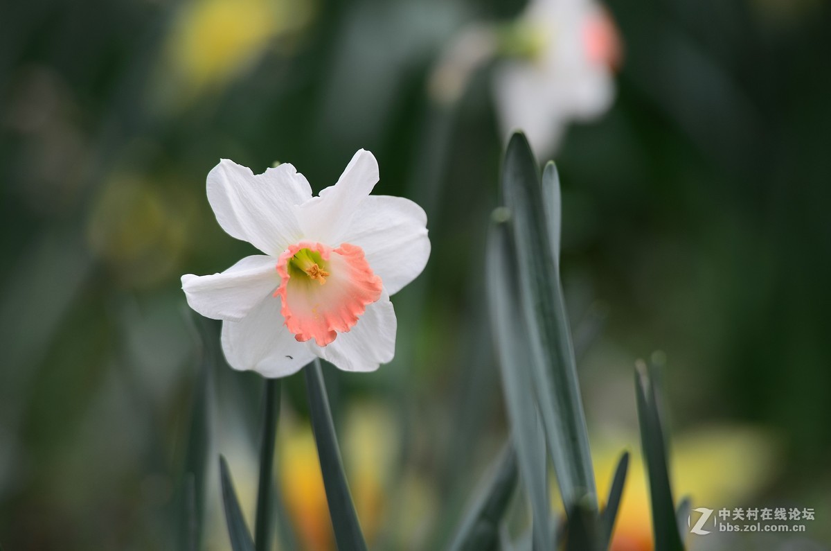 花卉世界137-迷人的小花