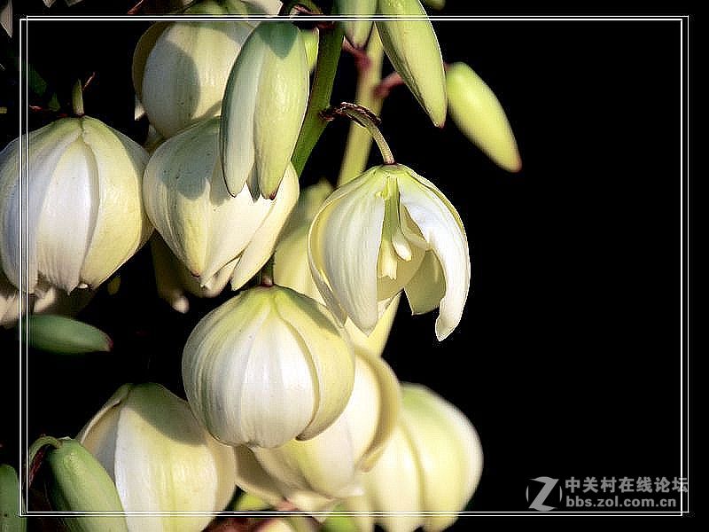 剑麻花-中关村在线摄影论坛