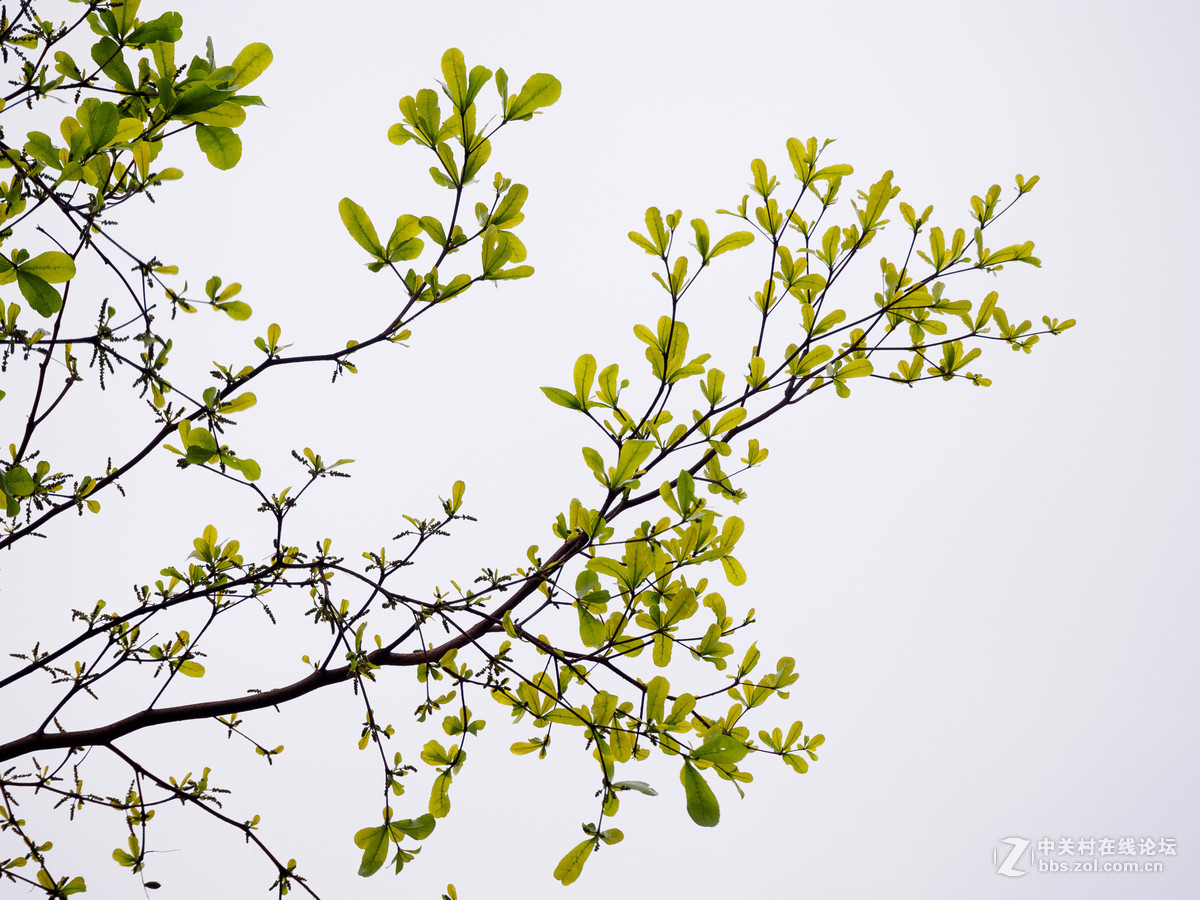 小叶榄仁春吐绿