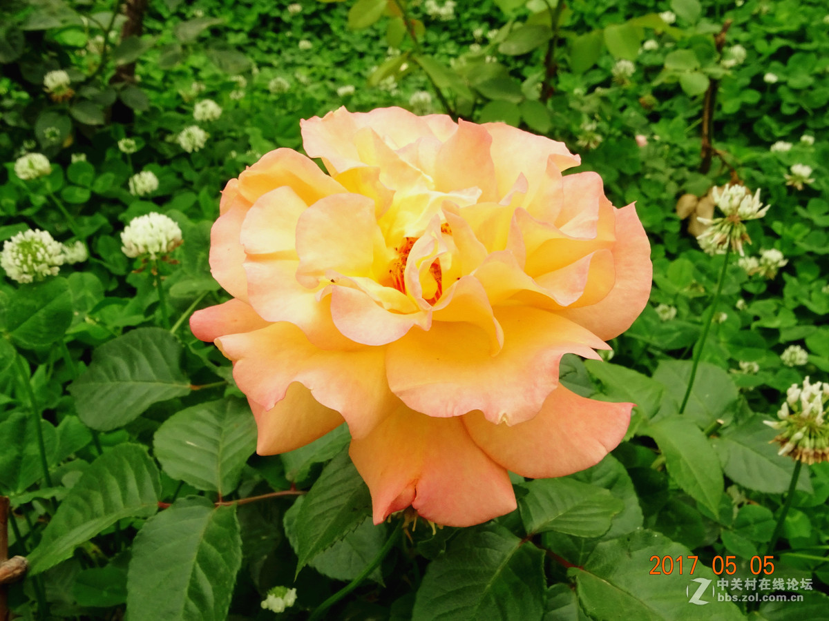 郑州  五月的月季花