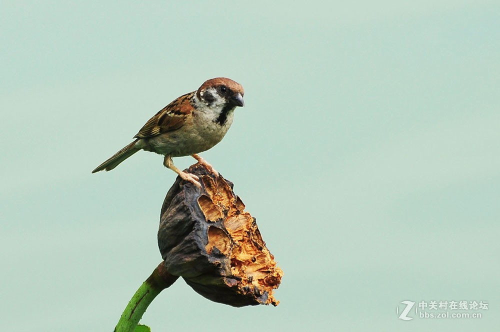 伏天里的小麻雀
