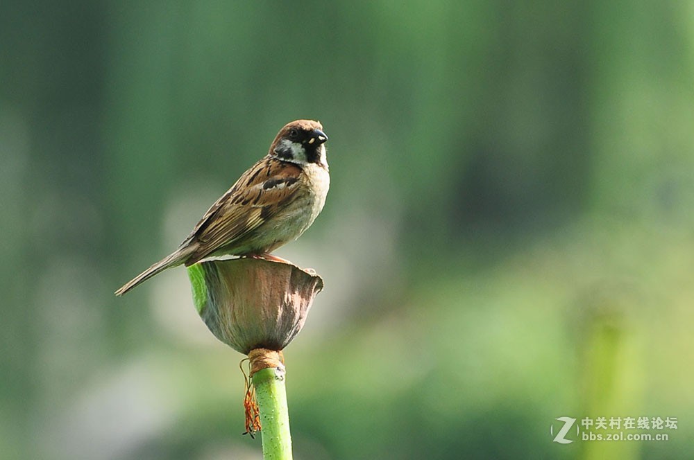 伏天里的小麻雀