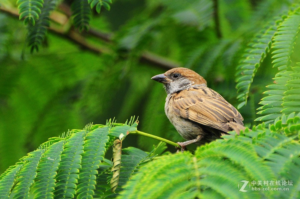 伏天里的小麻雀