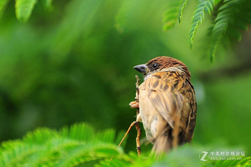 伏天里的小麻雀
