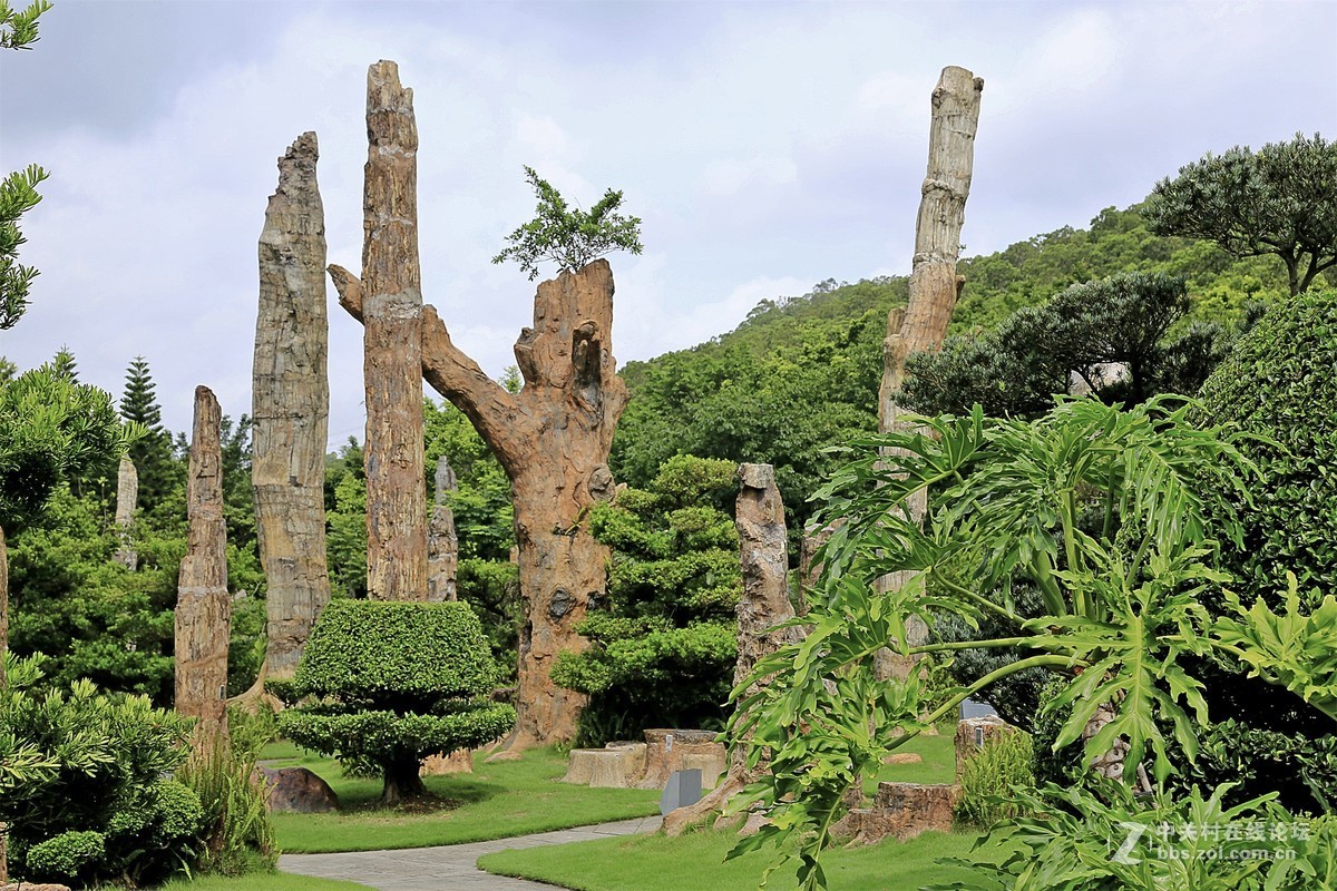 深圳仙湖植物園化石林