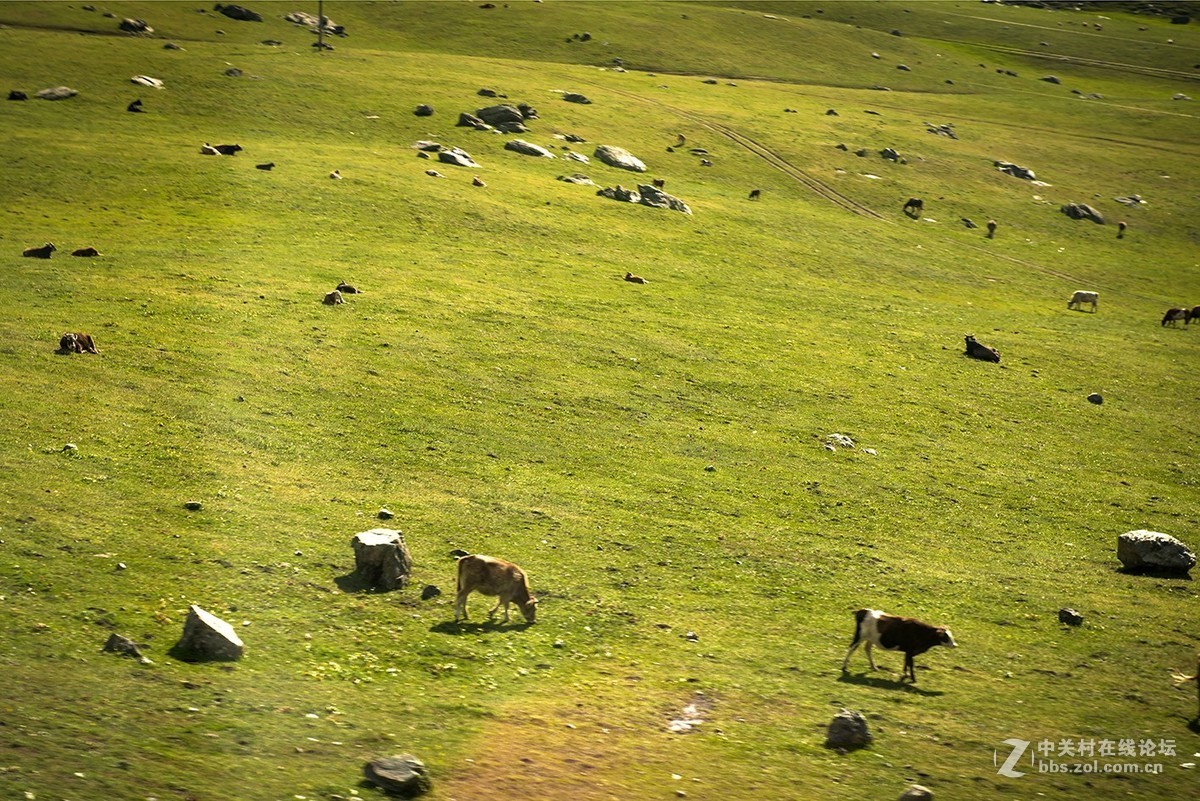 车拍阿吾斯奇草原牧场