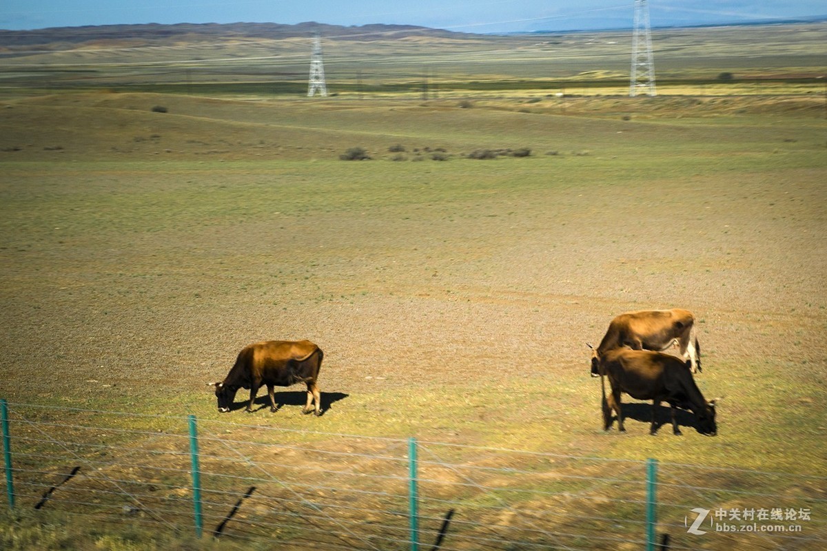 车拍阿吾斯奇草原牧场